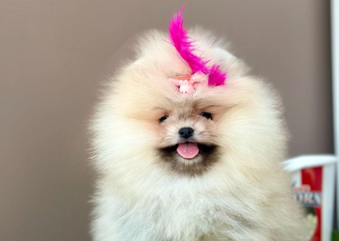 Pomeranian boo ayi surat yavrularımız